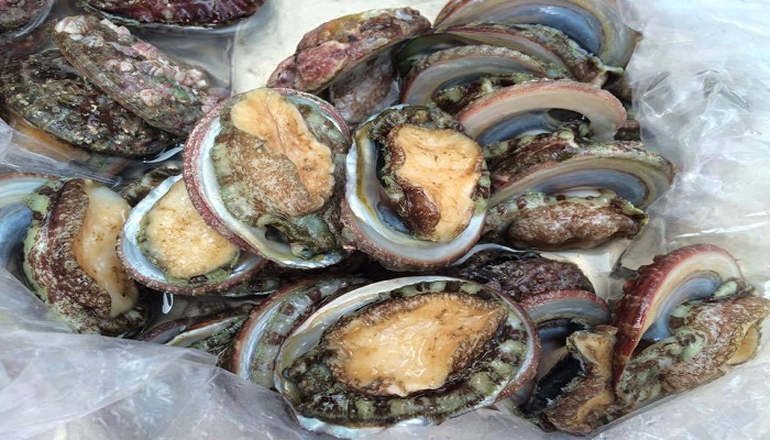 Bào ngư Phú Quốc